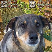 bigdogweb.jpg